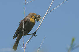 Yellow-headed Blackbird