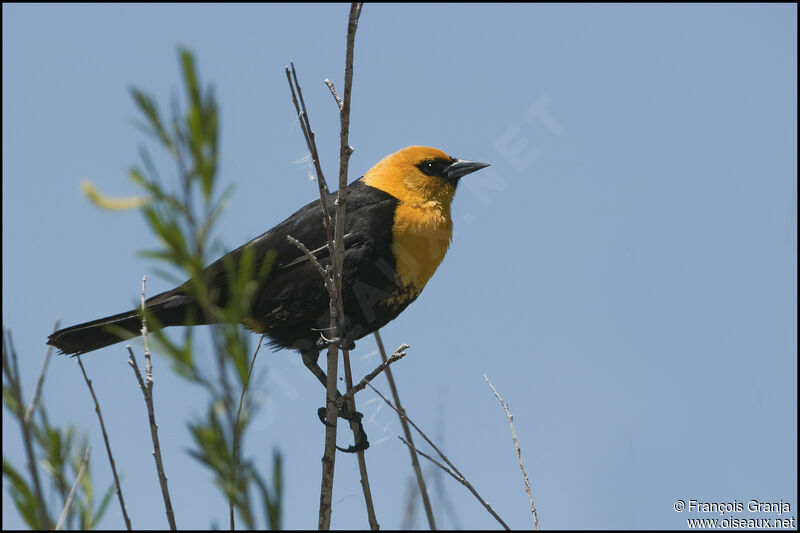 Yellow-headed Blackbird male adult