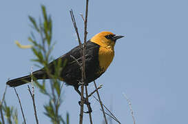 Yellow-headed Blackbird