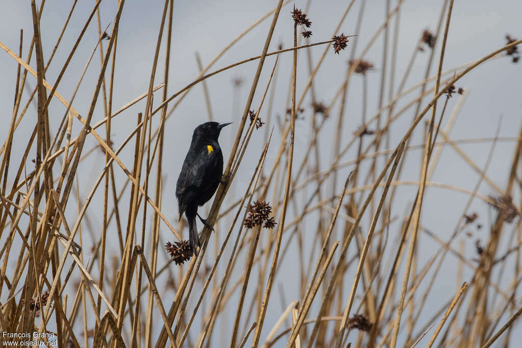 Yellow-winged Blackbird male adult breeding, habitat, pigmentation