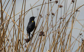 Yellow-winged Blackbird