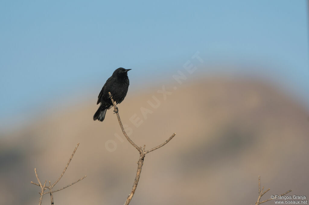 Yellow-winged Blackbird male