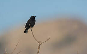 Yellow-winged Blackbird