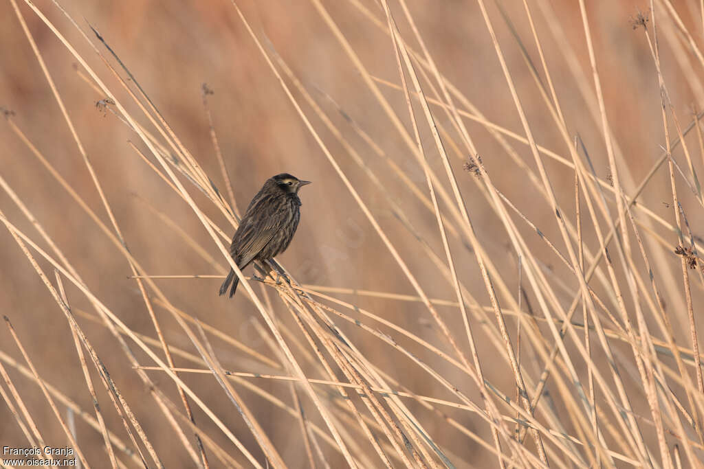 Yellow-winged Blackbird female adult, habitat, pigmentation