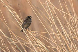 Yellow-winged Blackbird