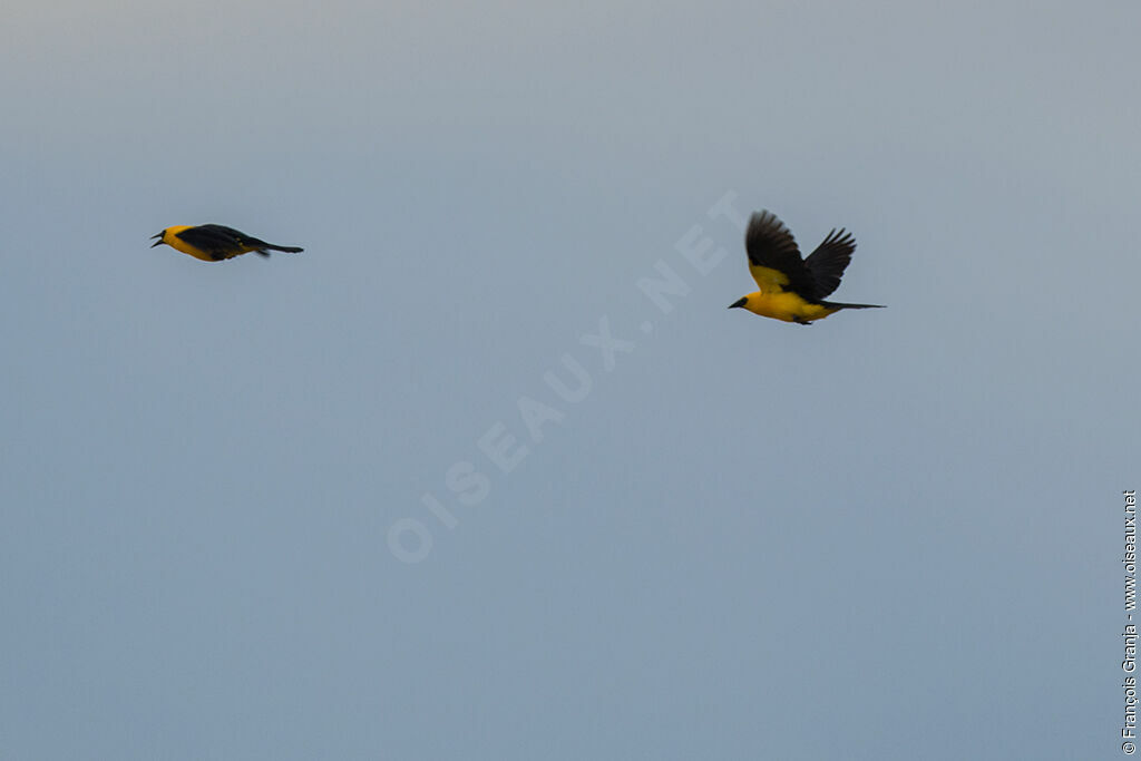 Oriole Blackbird