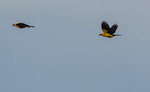 Oriole Blackbird