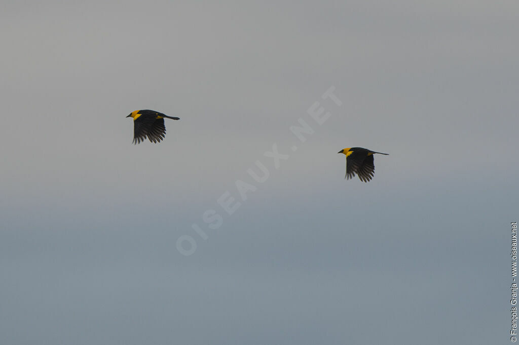 Oriole Blackbird