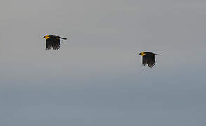 Oriole Blackbird