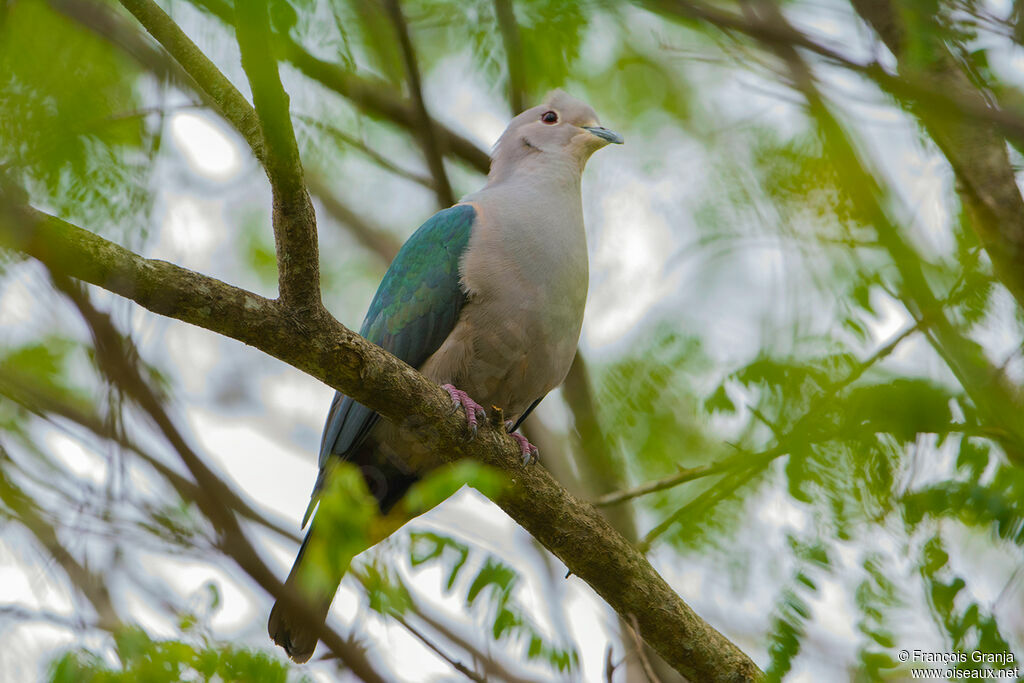 Green Imperial Pigeon