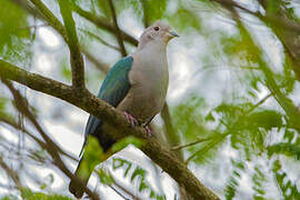 Green Imperial Pigeon