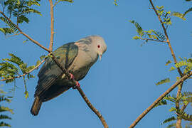 Green Imperial Pigeon