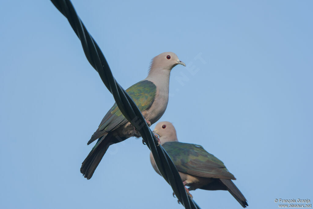 Green Imperial Pigeon