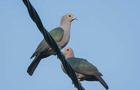 Green Imperial Pigeon