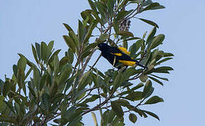 Yellow-rumped Cacique