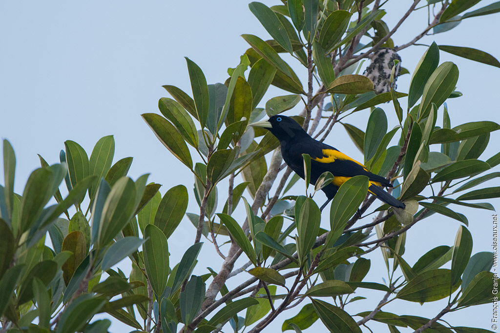 Yellow-rumped Cacique