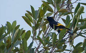 Yellow-rumped Cacique