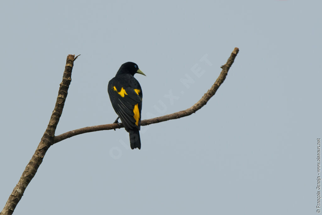 Yellow-rumped Cacique