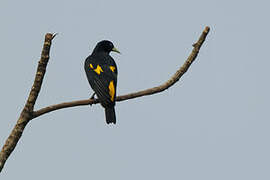 Yellow-rumped Cacique