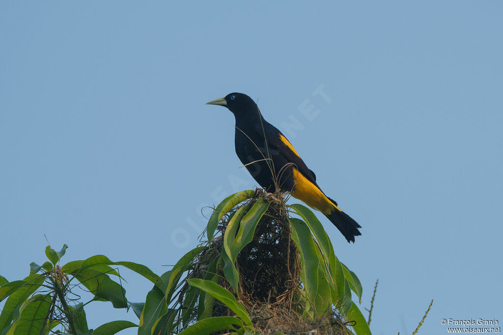 Yellow-rumped Cacique