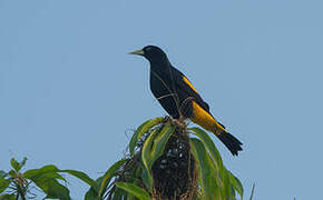 Yellow-rumped Cacique