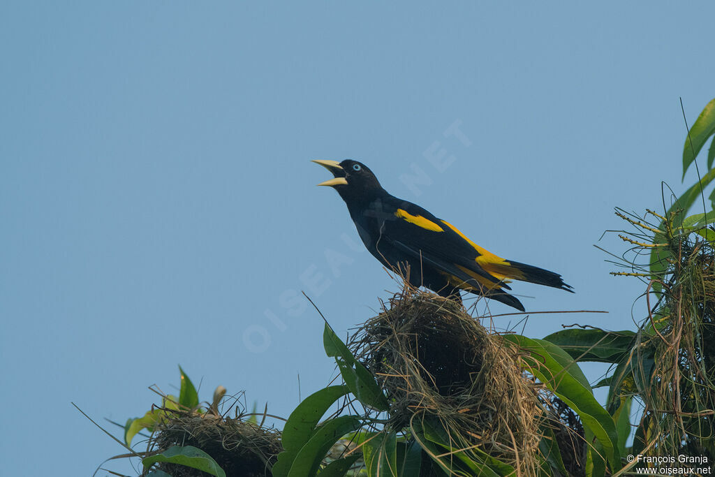 Yellow-rumped Cacique