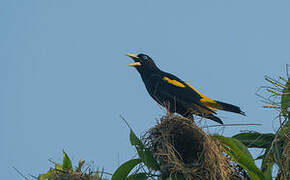 Yellow-rumped Cacique