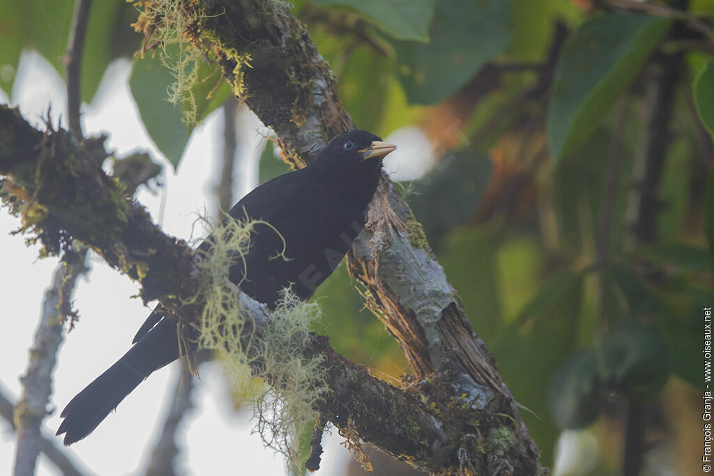 Red-rumped Cacique