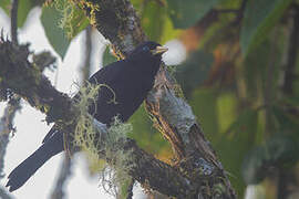 Red-rumped Cacique