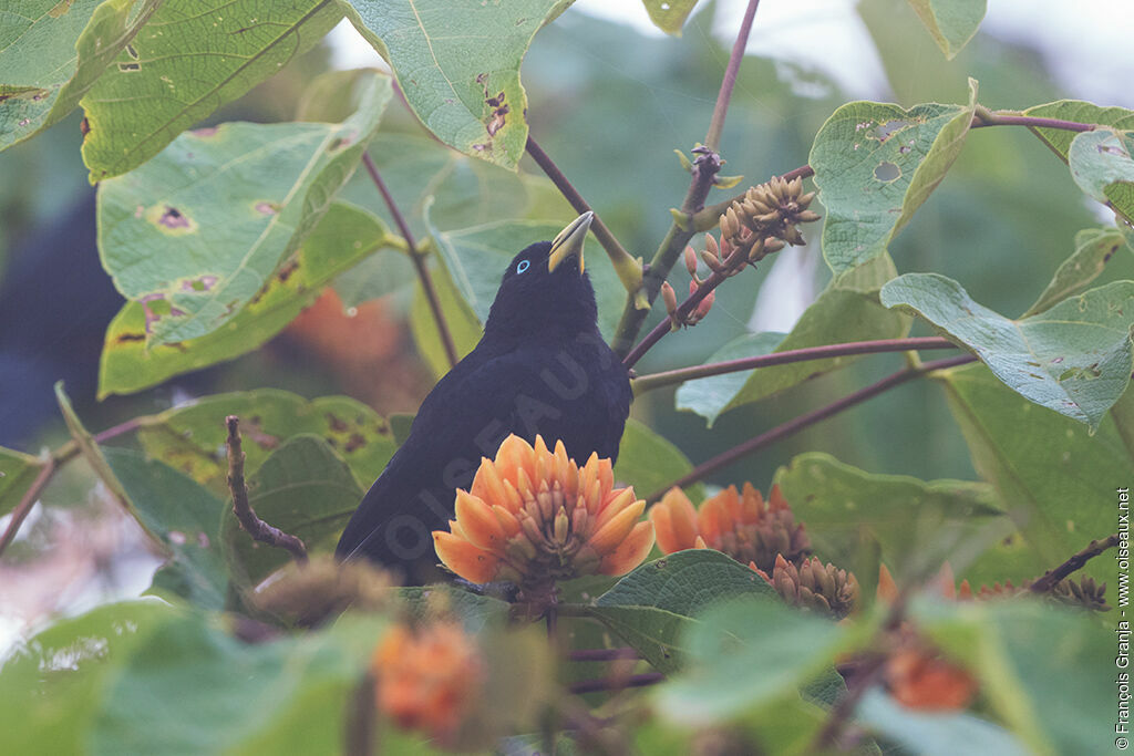 Red-rumped Cacique