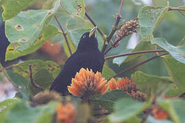 Red-rumped Cacique