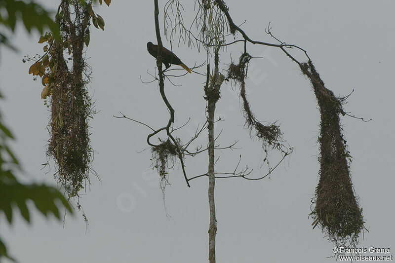 Montezuma Oropendola, Reproduction-nesting