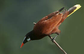 Montezuma Oropendola