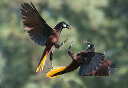 Montezuma Oropendola