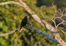 Crested Oropendola