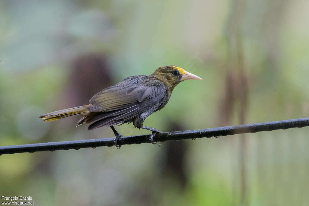 Dusky-green Oropendolaadult, identification