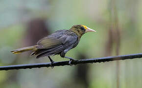 Dusky-green Oropendola