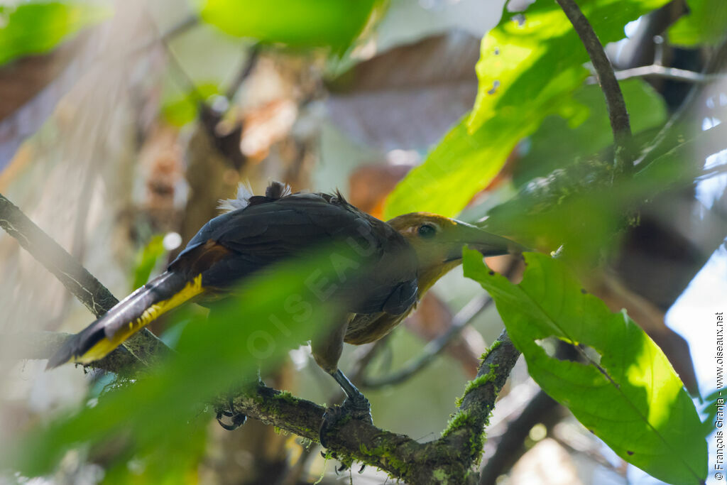 Russet-backed Oropendola