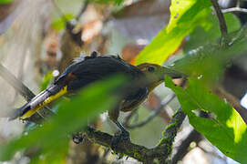 Russet-backed Oropendola