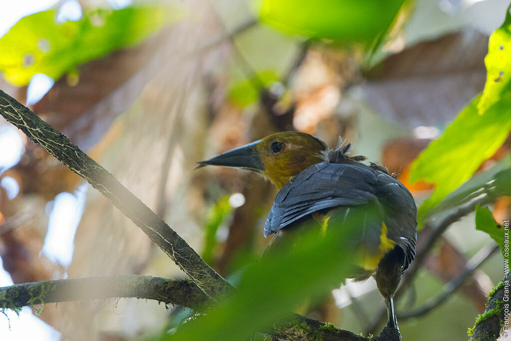 Russet-backed Oropendola