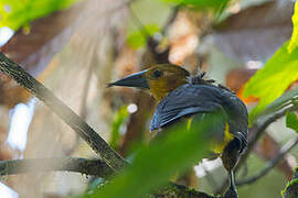 Russet-backed Oropendola