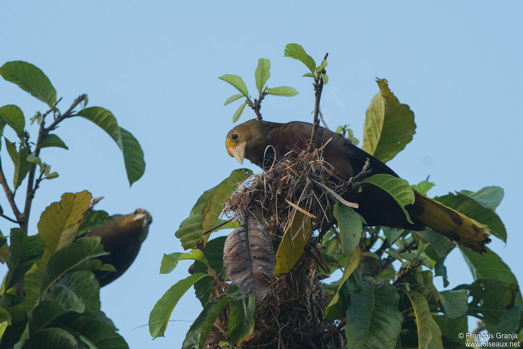 Russet-backed Oropendola