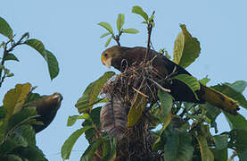 Russet-backed Oropendola