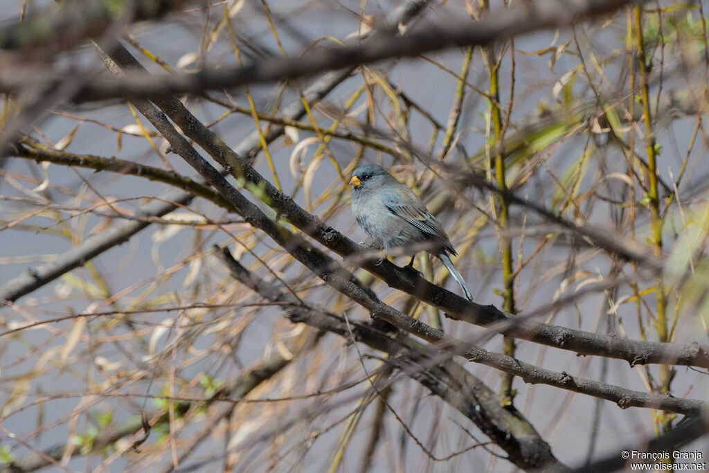 Band-tailed Seedeater