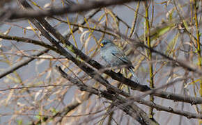 Band-tailed Seedeater