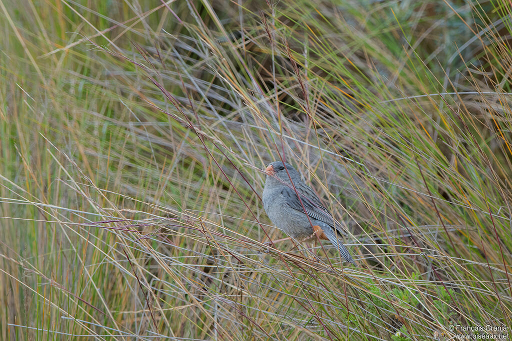 Plain-colored Seedeater male