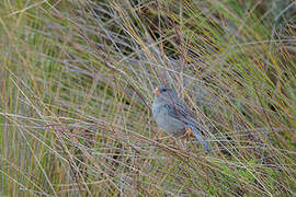 Plain-colored Seedeater