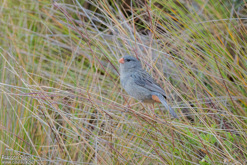 Plain-colored Seedeater male adult, identification