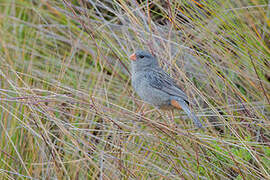 Plain-colored Seedeater