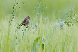 Plain-colored Seedeater